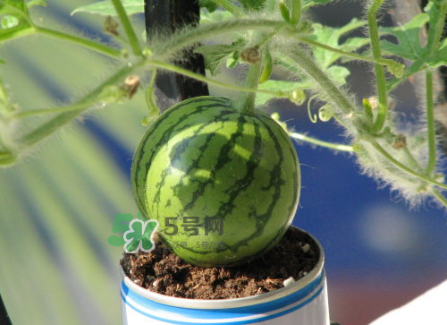 八月份能種西瓜嗎？大棚八月可以種西瓜嗎？