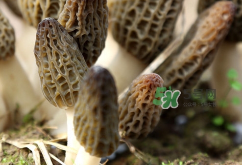 羊肚菌能泡酒嗎？羊肚菌可以炒著吃嗎？