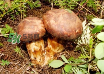 新鮮松茸怎么保存？干松茸如何保存？