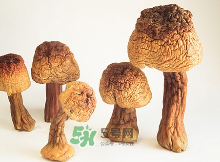 松茸是發(fā)物嗎？松茸是熱性還是涼性？