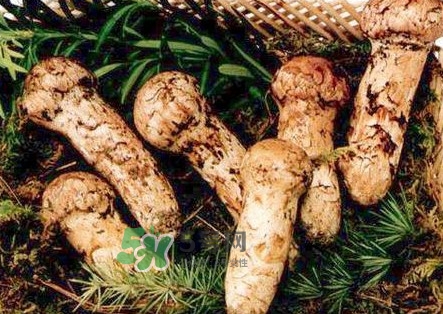 新鮮松茸怎么保存？干松茸如何保存？