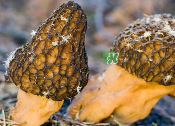 羊肚菌有假的嗎？野生羊肚菌有幾種？