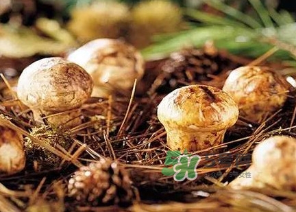 松茸什么時候吃最好？松茸什么季節(jié)有