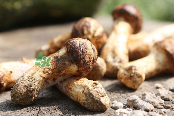 新鮮松茸怎么保存？干松茸如何保存？