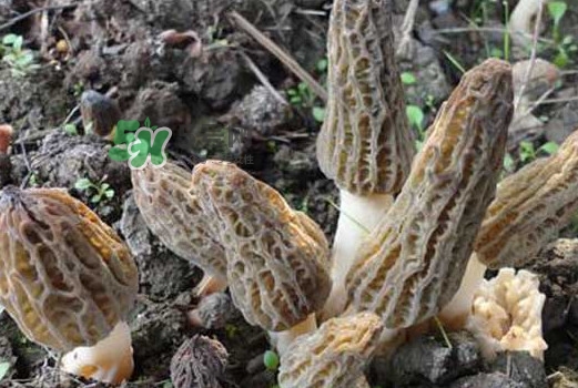 羊肚菌可以泡水喝嗎？羊肚菌可以燉鴿子嗎