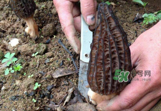 孕婦可以吃羊肚菌嗎？什么人不能吃羊肚菌