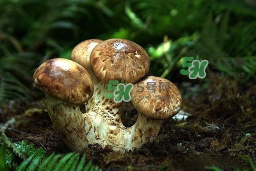 干松茸多少錢一斤？野生松茸多少錢一斤？