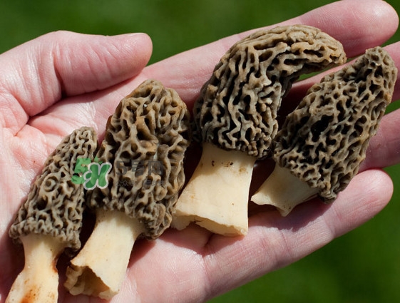 羊肚菌種植是不是騙局？羊肚菌的種植技術(shù)