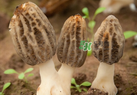 羊肚菌有假的嗎？野生羊肚菌有幾種？