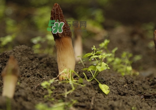 孕婦可以吃羊肚菌嗎？什么人不能吃羊肚菌