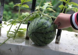 八月份能種西瓜嗎？大棚八月可以種西瓜嗎？