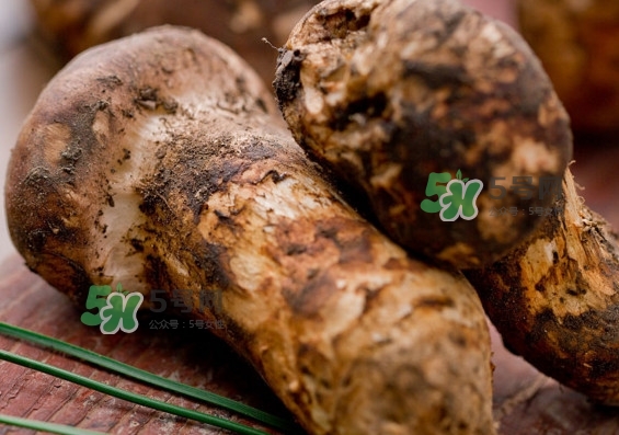 干松茸多少錢一斤？野生松茸多少錢一斤？