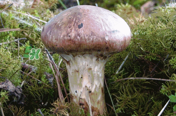 松茸是發(fā)物嗎？松茸是熱性還是涼性？