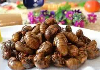 八月份還有知了猴嗎？知了幾月份就沒有了？