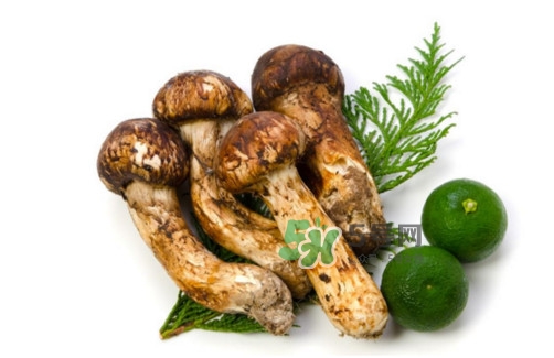 新鮮松茸怎么吃？松茸怎么吃最有營(yíng)養(yǎng)