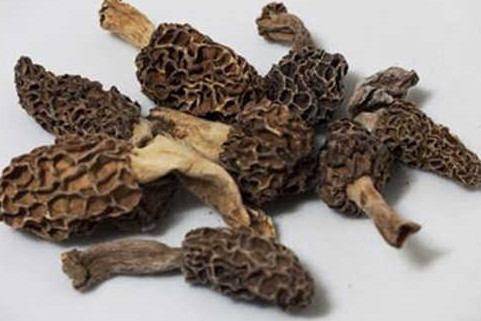 羊肚菌有毒嗎？羊肚菌可以人工種植嗎？