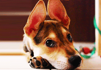 三伏天狗狗不吃飯?jiān)趺崔k？三伏天狗狗不吃飯?jiān)趺椿厥拢?><p><strong>三伏天狗狗不吃飯?jiān)趺崔k？三伏天狗狗不吃飯?jiān)趺椿厥拢?/strong></p></a></li> <li><a href=