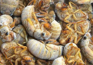 知了猴可以帶上飛機嗎？知了猴能帶上飛機嗎？