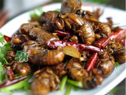 知了猴為什么有大有小？比知了猴小的叫什么？