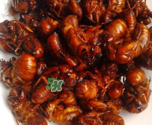 知了猴為什么有大有?。勘戎撕镄〉慕惺裁?？