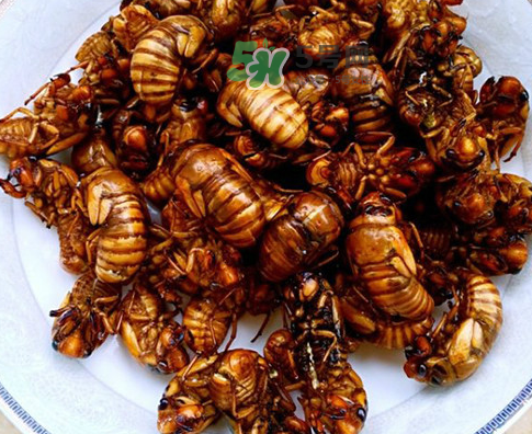 知了猴為什么有大有?。勘戎撕镄〉慕惺裁?？