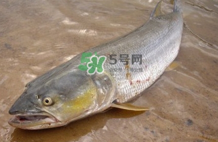 鳡魚怎么釣？鳡魚在魚缸里怎么養(yǎng)
