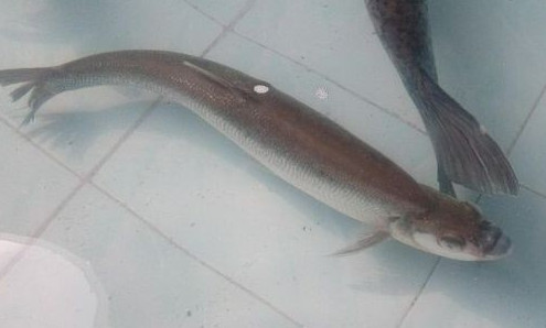 鳡魚吃什么？翹嘴魚和鳡魚有什么區(qū)別