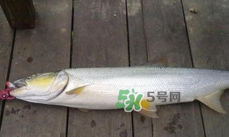 釣鳡魚(yú)用什么路亞竿好？路亞鳡魚(yú)用什么餌好