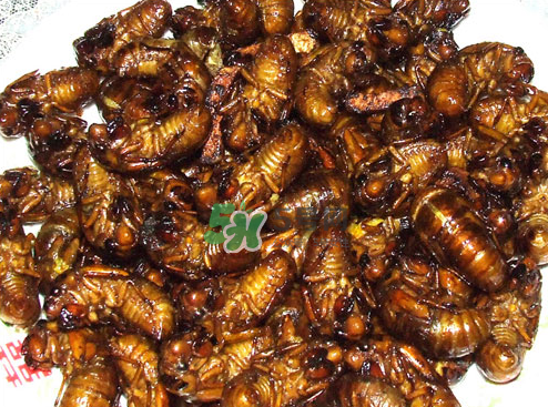 知了猴可以帶上飛機(jī)嗎？知了猴能帶上飛機(jī)嗎？