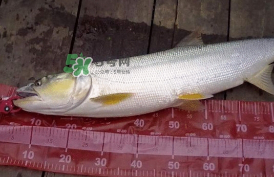 一般鳡魚能長到多大？鳡魚與假鳡魚怎么區(qū)分