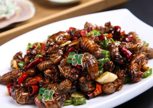 知了猴什么味道？知了猴好吃嗎？