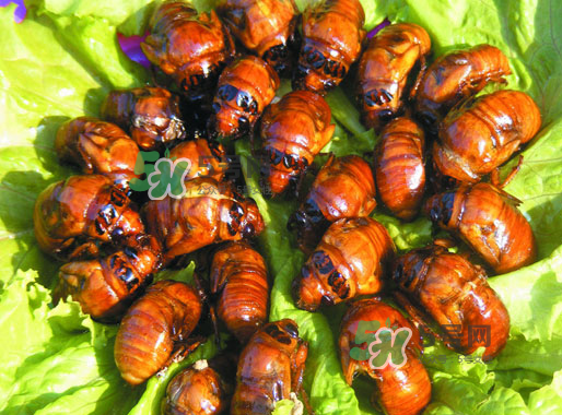 知了猴什么味道？知了猴好吃嗎？