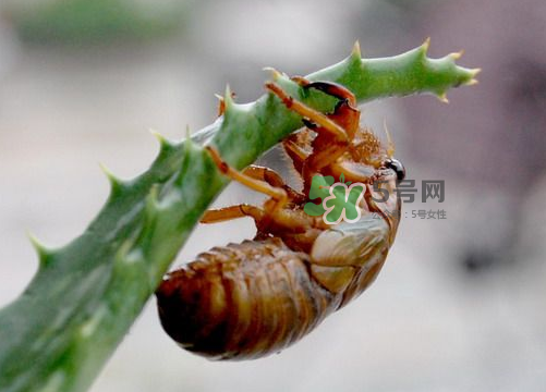 金蟬怎么保存一夜不死？怎樣保存一夜金蟬不死？