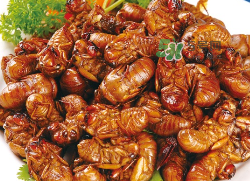 金蟬怎么保存一夜不死？怎樣保存一夜金蟬不死？