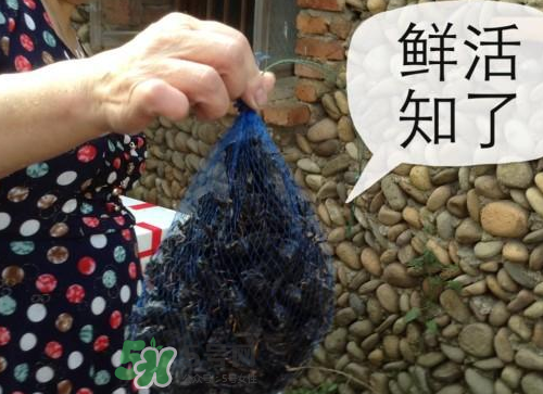 金蟬怎么保存一夜不死？怎樣保存一夜金蟬不死？