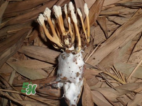 金蟬花可以放在冰箱嗎？新鮮金蟬花怎么保存？