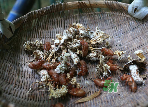 金蟬花可以放在冰箱嗎？新鮮金蟬花怎么保存？