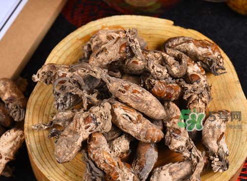 金蟬花可以放在冰箱嗎？新鮮金蟬花怎么保存？