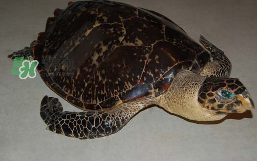 玳瑁價格多少錢一只？玳瑁標本多少錢一只