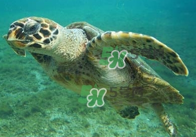 玳瑁是什么？玳瑁是國家保護動物嗎？