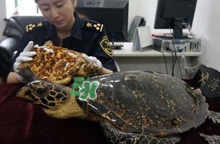 買賣玳瑁違法嗎？買賣玳瑁制品違法嗎