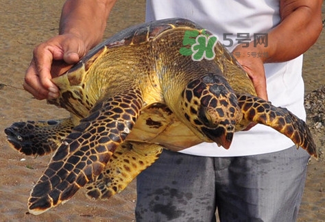 玳瑁標本有收藏價值嗎？玳瑁的功效與作用