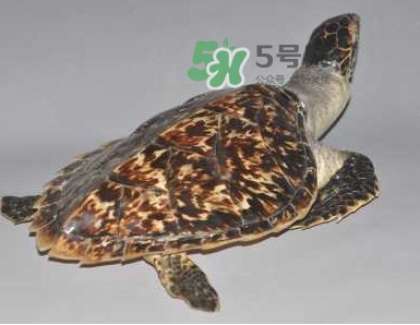 玳瑁龜好養(yǎng)嗎？養(yǎng)玳瑁龜違法嗎