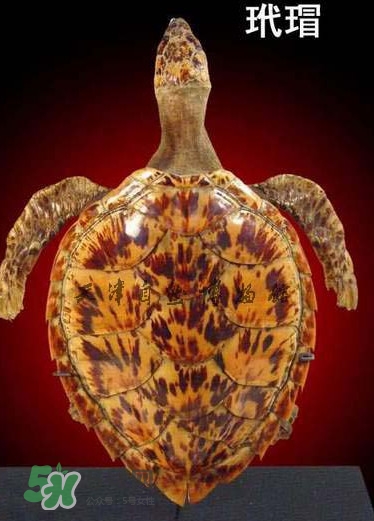 玳瑁色是什么顏色？玳瑁手鐲是什么做的