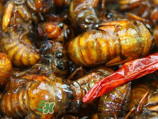 知了和蝦能一起吃嗎？知了猴能和蝦一起吃嗎？