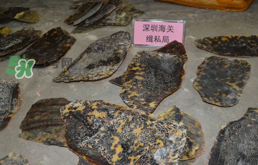 玳瑁標本有收藏價值嗎？玳瑁的功效與作用