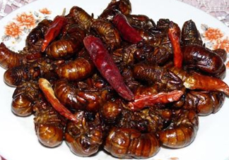 知了猴為什么有大有??？比知了猴小的叫什么？