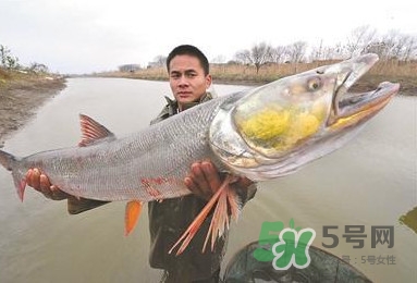 一般鳡魚能長到多大？鳡魚與假鳡魚怎么區(qū)分