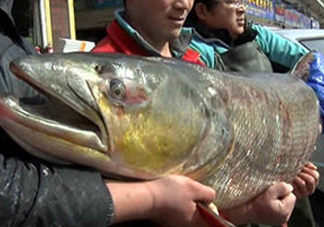 鳡魚是什么魚？鳡魚是淡水魚嗎