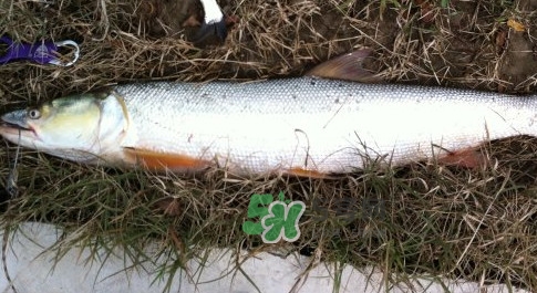 鳡魚多少錢一斤？野生鳡魚多少錢一斤